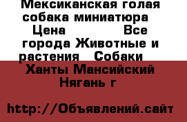 Мексиканская голая собака миниатюра › Цена ­ 53 000 - Все города Животные и растения » Собаки   . Ханты-Мансийский,Нягань г.